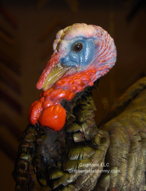 turkey head